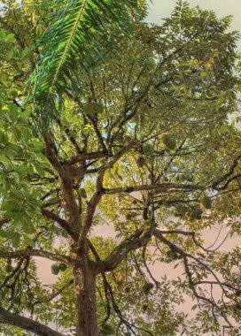 Yükseklerdeki durian ağacına bakarak bir sürü meyve dalları ve 4408477349 numaralı kökü taşıyordu.