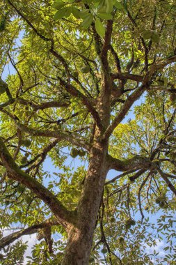 Yükseklerdeki durian ağacına bakarak bir sürü meyve dalları ve 4408477349 numaralı kökü taşıyordu.