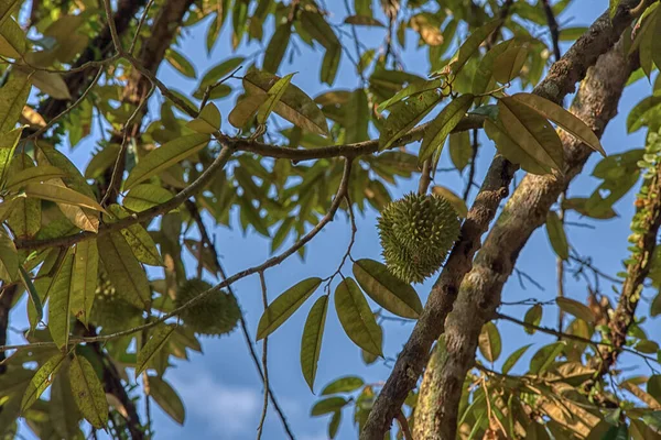 Yükseklerdeki durian ağacına bakarak bir sürü meyve dalları ve 4408477349 numaralı kökü taşıyordu.
