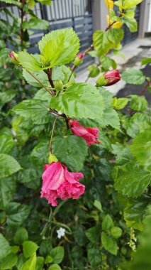 Melezler kırmızı katlanmış amber çiçeği Rosa sinensis, çok yapraklı..