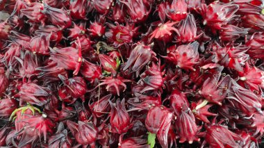 Taze kırmızı Roselle Roxita tomurcukları indirimde..