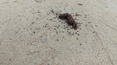 Kırmızı ateş karıncalarının kumlu kırsal yol boyunca yuvaları var..  