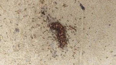 Kırmızı ateş karıncalarının kumlu kırsal yol boyunca yuvaları var..  