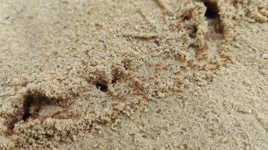 Kırmızı ateş karıncalarının kumlu kırsal yol boyunca yuvaları var..  