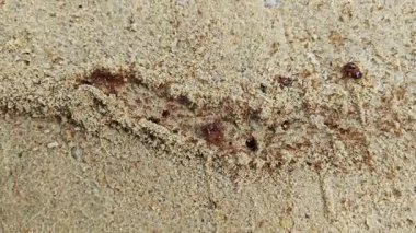 Kırmızı ateş karıncalarının kumlu kırsal yol boyunca yuvaları var..  