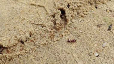 Kırmızı ateş karıncalarının kumlu kırsal yol boyunca yuvaları var..  