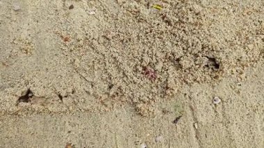 Kırmızı ateş karıncalarının kumlu kırsal yol boyunca yuvaları var..  