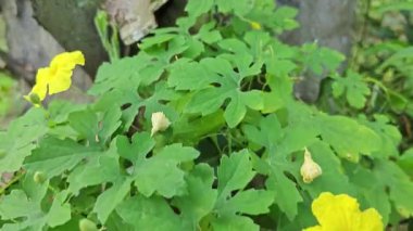 Küçük sarı renkli erkek momordika charantia çiçekleri.