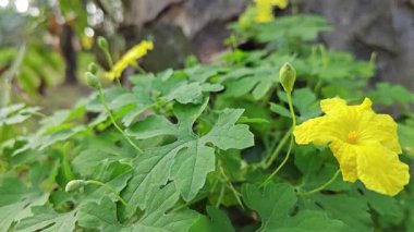 Küçük sarı renkli erkek momordika charantia çiçekleri.