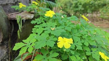 Küçük sarı renkli erkek momordika charantia çiçekleri.