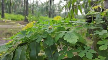 Küçük sarı renkli erkek momordika charantia çiçekleri.