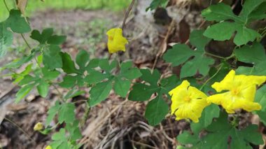 Küçük sarı renkli erkek momordika charantia çiçekleri.