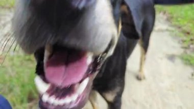 Çiftlik yolu boyunca başıboş gezen, oynak, vahşi köpekler. Kasabaya giriyorlar..