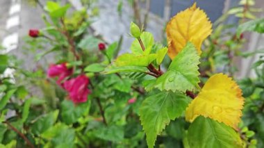 Melezler kırmızı katlanmış amber çiçeği Rosa sinensis, çok yapraklı..