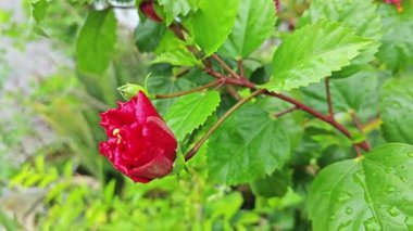 Melezler kırmızı katlanmış amber çiçeği Rosa sinensis, çok yapraklı..