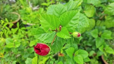 Melezler kırmızı katlanmış amber çiçeği Rosa sinensis, çok yapraklı..