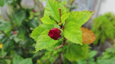 Melezler kırmızı katlanmış amber çiçeği Rosa sinensis, çok yapraklı..