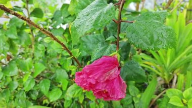 Melezler kırmızı katlanmış amber çiçeği Rosa sinensis, çok yapraklı..