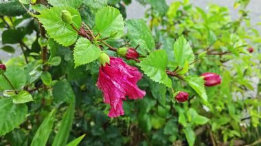 Melezler kırmızı katlanmış amber çiçeği Rosa sinensis, çok yapraklı..