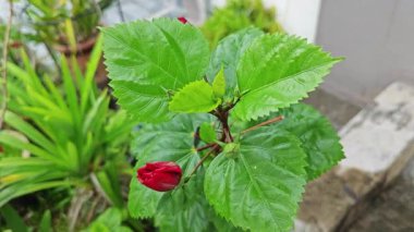 Melezler kırmızı katlanmış amber çiçeği Rosa sinensis, çok yapraklı..