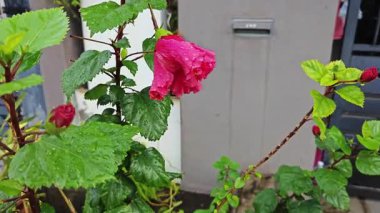 Melezler kırmızı katlanmış amber çiçeği Rosa sinensis, çok yapraklı..