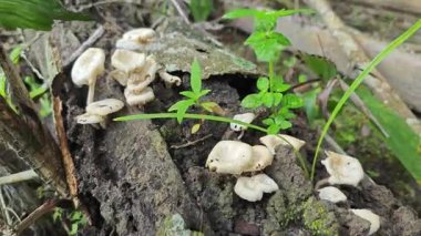 Çürüyen kauçuk ağaç gövdesinden çıkan yabani istiridye mantarları..