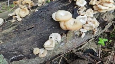 Çürüyen kauçuk ağaç gövdesinden çıkan yabani istiridye mantarları..