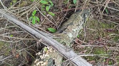 Çürüyen kauçuk ağaç gövdesinden çıkan yabani istiridye mantarları..