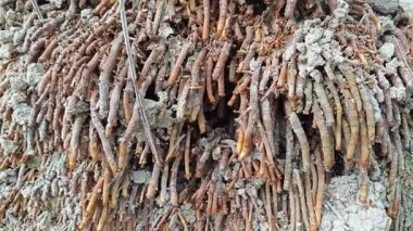 Termit yuvasından kaynaklanan fibröz ve maceracı kök sisteminin palmiye yağı gövdesine bakıyorum.. 