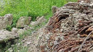 Termit yuvasından kaynaklanan fibröz ve maceracı kök sisteminin palmiye yağı gövdesine bakıyorum.. 