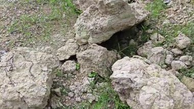 Termit yuvasından kaynaklanan fibröz ve maceracı kök sisteminin palmiye yağı gövdesine bakıyorum.. 