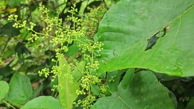 Vahşi, meşgul zımpara kağıdı yığınları tetracera genç çiçek tohumları çalıların arasında sürünüyor ve sürünüyor..