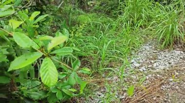 Vahşi, meşgul zımpara kağıdı yığınları tetracera genç çiçek tohumları çalıların arasında sürünüyor ve sürünüyor..