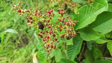 Vahşi, meşgul zımpara kağıdı yığınları tetracera genç çiçek tohumları çalıların arasında sürünüyor ve sürünüyor..