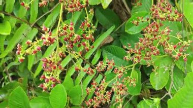 Vahşi, meşgul zımpara kağıdı yığınları tetracera genç çiçek tohumları çalıların arasında sürünüyor ve sürünüyor..