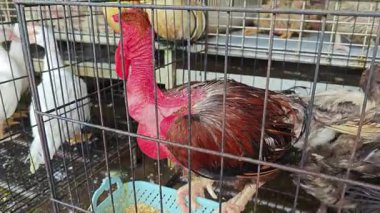 Çok yaşlı bir horoz, markette satılmak üzere kafese kapatılmış..   