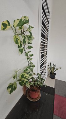 Bahçe verandasına tırmanan ünlü ev bitkisi çeşitleri..