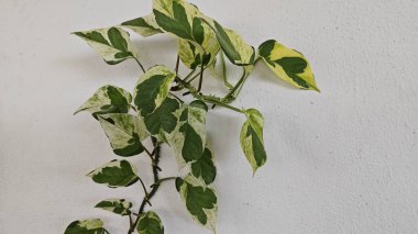 Bahçe verandasına tırmanan ünlü ev bitkisi çeşitleri..