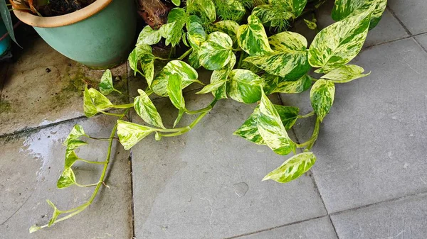 Bahçe verandasına tırmanan ünlü ev bitkisi çeşitleri..