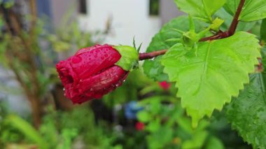 Melezlerin üzerindeki damlacıkların nemi kırmızı katlanmış amber çiçeği Rosa sinensis çok yapraklı çiçek.. 