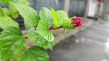 Melezlerin üzerindeki damlacıkların nemi kırmızı katlanmış amber çiçeği Rosa sinensis çok yapraklı çiçek.. 