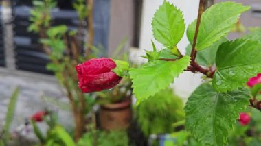 Melezlerin üzerindeki damlacıkların nemi kırmızı katlanmış amber çiçeği Rosa sinensis çok yapraklı çiçek.. 
