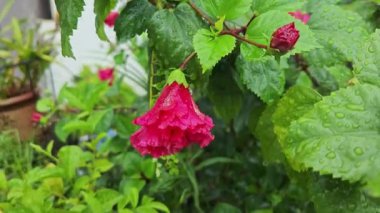 Melezlerin üzerindeki damlacıkların nemi kırmızı katlanmış amber çiçeği Rosa sinensis çok yapraklı çiçek.. 