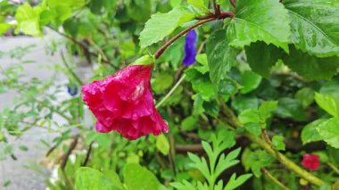 Melezlerin üzerindeki damlacıkların nemi kırmızı katlanmış amber çiçeği Rosa sinensis çok yapraklı çiçek.. 
