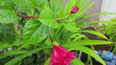 Melezlerin üzerindeki damlacıkların nemi kırmızı katlanmış amber çiçeği Rosa sinensis çok yapraklı çiçek.. 