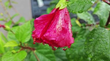 Melezlerin üzerindeki damlacıkların nemi kırmızı katlanmış amber çiçeği Rosa sinensis çok yapraklı çiçek.. 