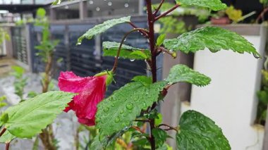 Melezlerin üzerindeki damlacıkların nemi kırmızı katlanmış amber çiçeği Rosa sinensis çok yapraklı çiçek.. 