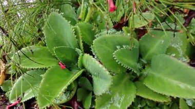 Kalkanchoe laetivirens ve küçük yaprakları asfalt sokakta vahşice büyüyor..