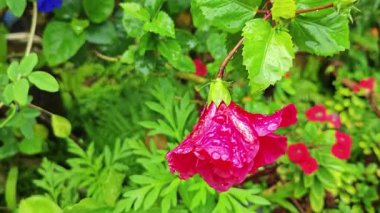 Melezlerin üzerindeki damlacıkların nemi kırmızı katlanmış amber çiçeği Rosa sinensis çok yapraklı çiçek.. 
