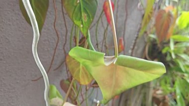 filodendron melanochrysum yapraklı sarmaşık ev bitkisine tırmanıyor.